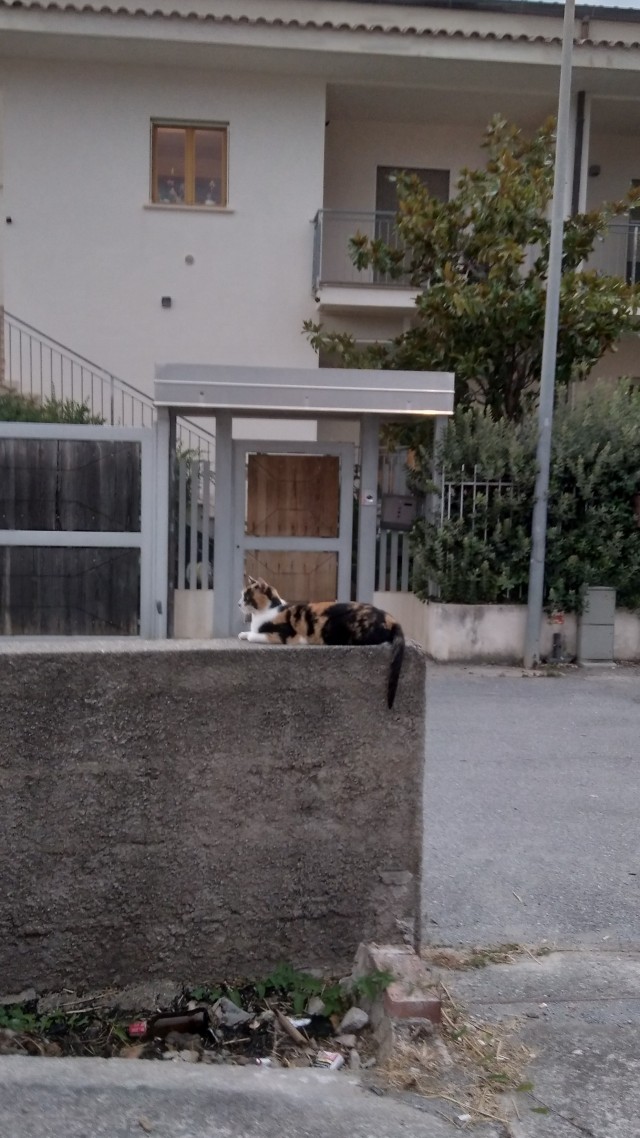 К котовторнику