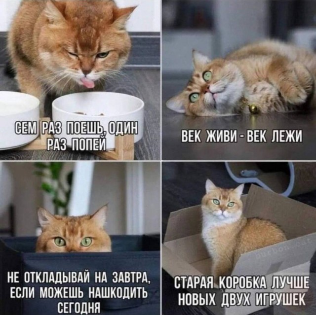 Картинки для...