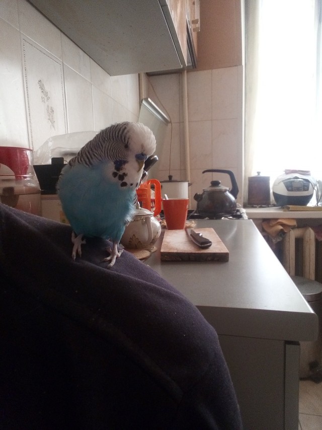 Про попугаев