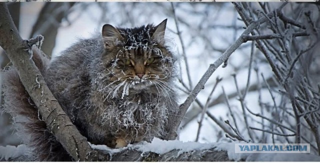 Объявлены победители конкурса World Nature Photography Awards 2025