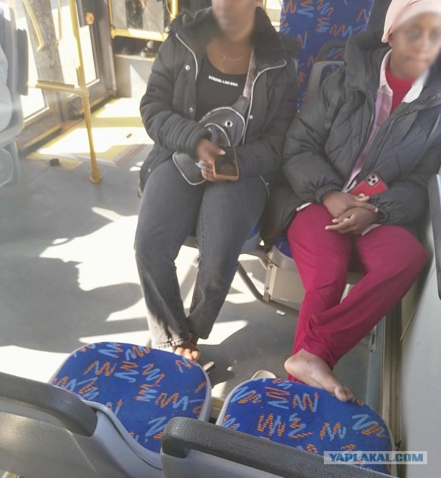 Культурные африканочки в Гомеле, Беларусь, 2025 год