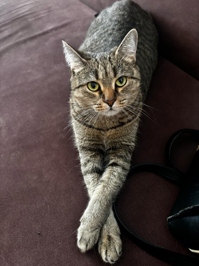 Нефотогеничный кот