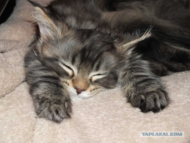 Котовторник 25.06.2013