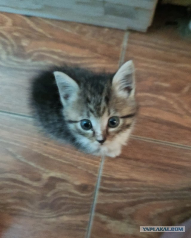 Просьба к Томичам