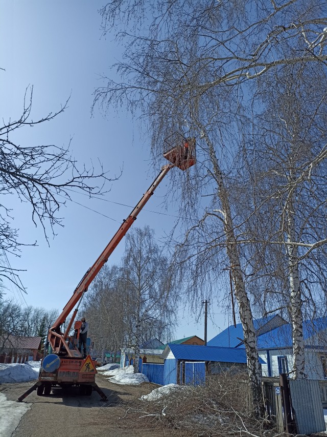 Учимся правильно пилить деревья