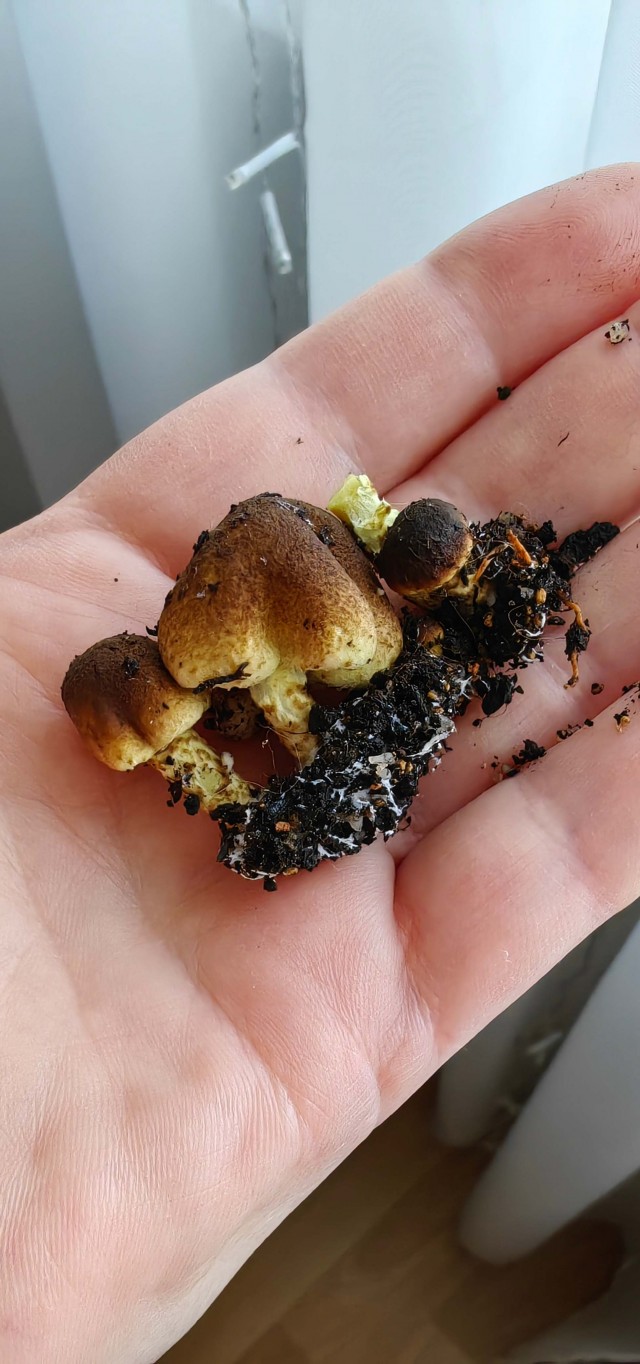 Что за грибы?