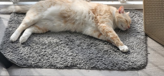 Котовторник?