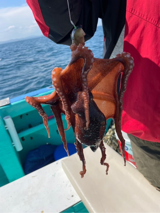 Всемирный день осьминога