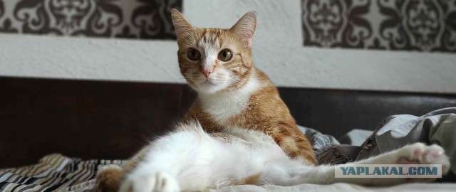 МоеЭ Котэ