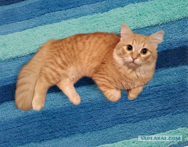 Мой учитель - кот