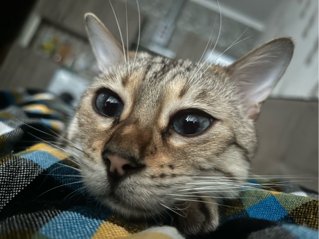 К котовторнику