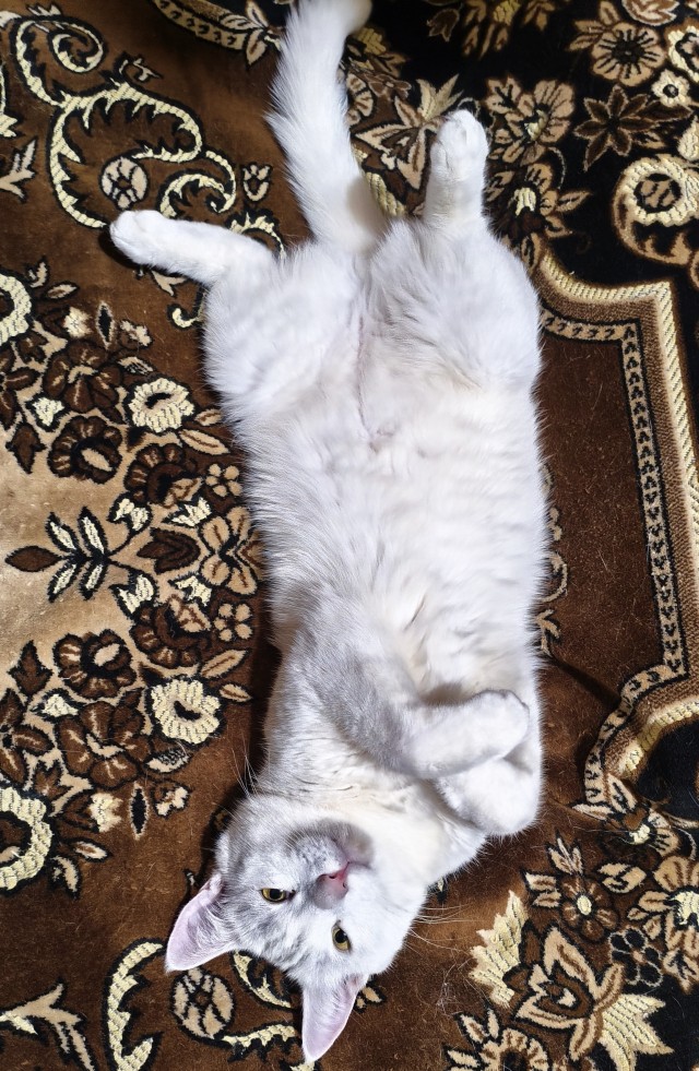 Не успел к котовторнику