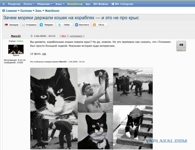 Зачем моряки держали кошек на кораблях — и это не про крыс