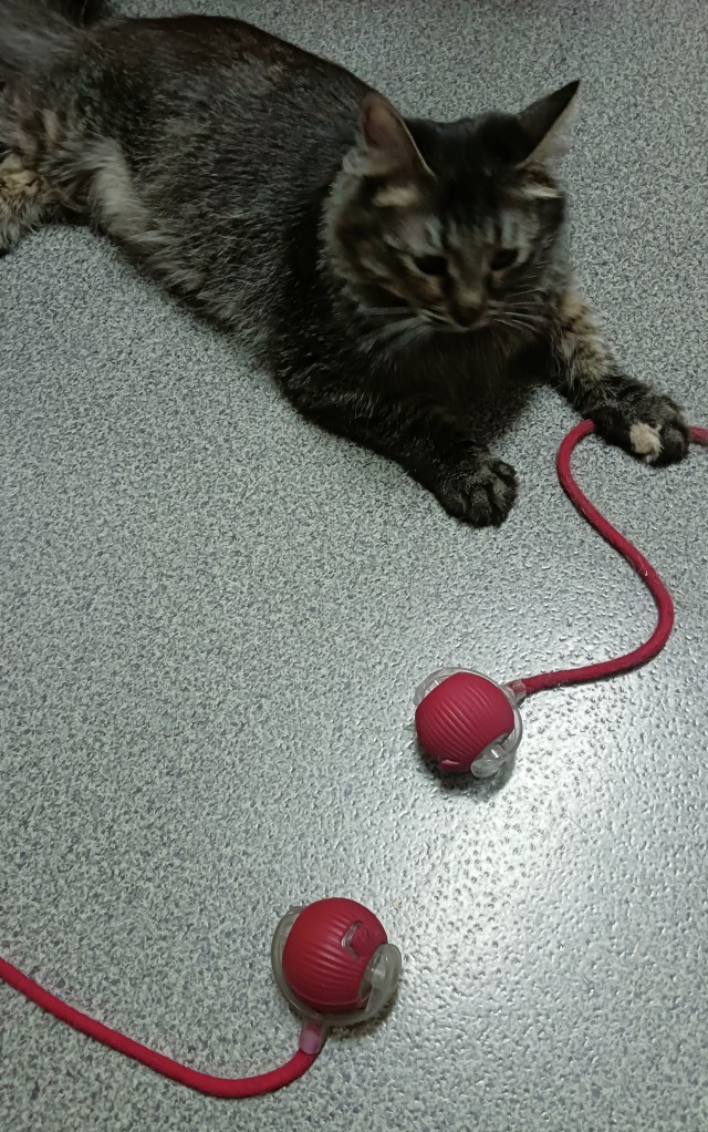 Игрушки для кошек.