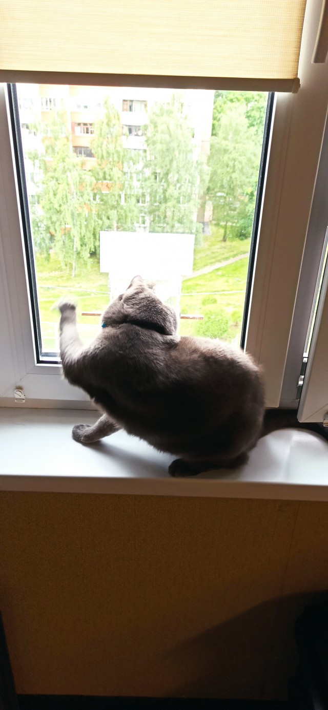 Телевизор для кота