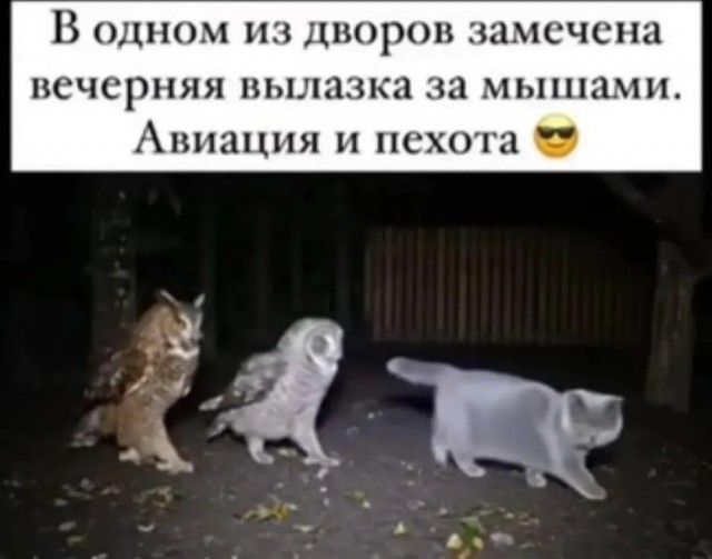 На уходящий котовторник