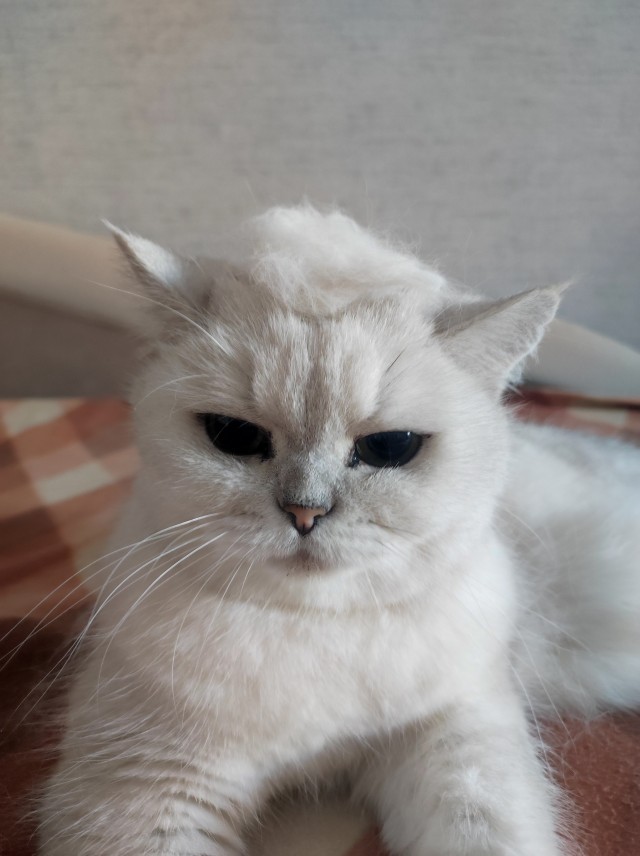 Чесалка.