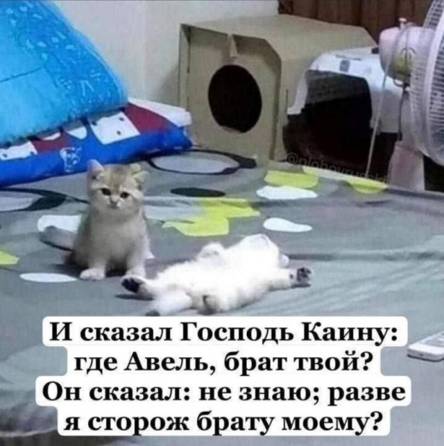 Картинки для деградации 294 (разной степени свежести)