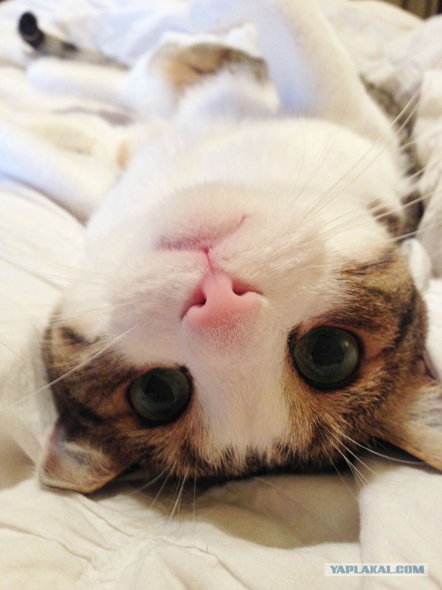 Котовторник 22.10.2013