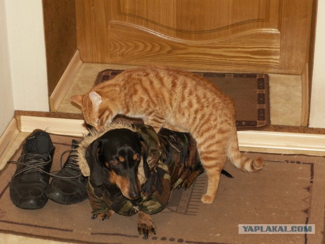 Собакочетверг на 02.01.2014