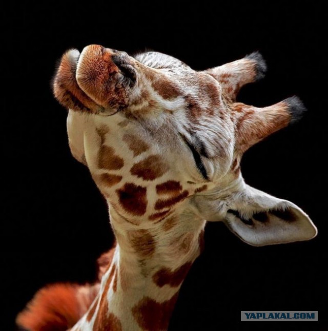 30 самых удачных фотографий января