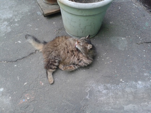 Котовторник 01.04.2014