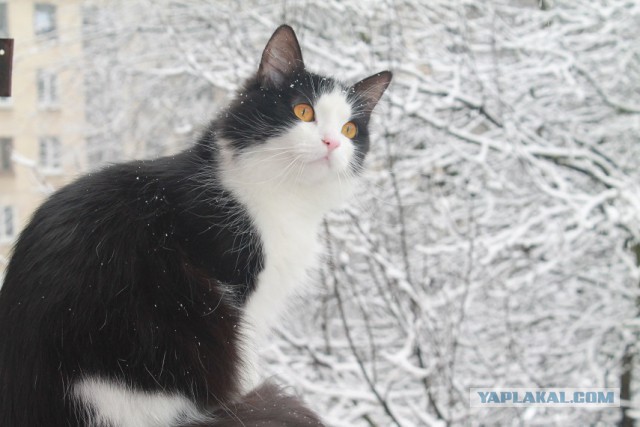 Котовторник 6.05.2014