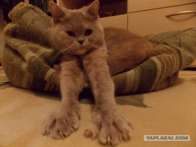 Котовторник 17.06.2014