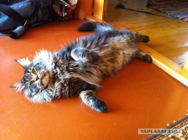 Котовторник 22.07.14