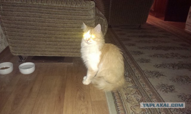 Кто любит котеек так как я?