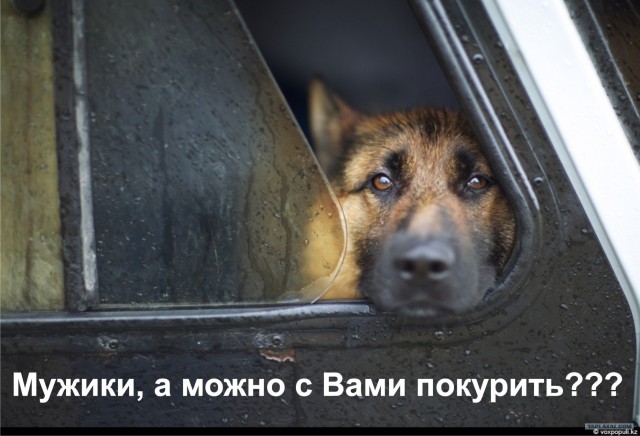 Зеленое проклятье Чуйской долины