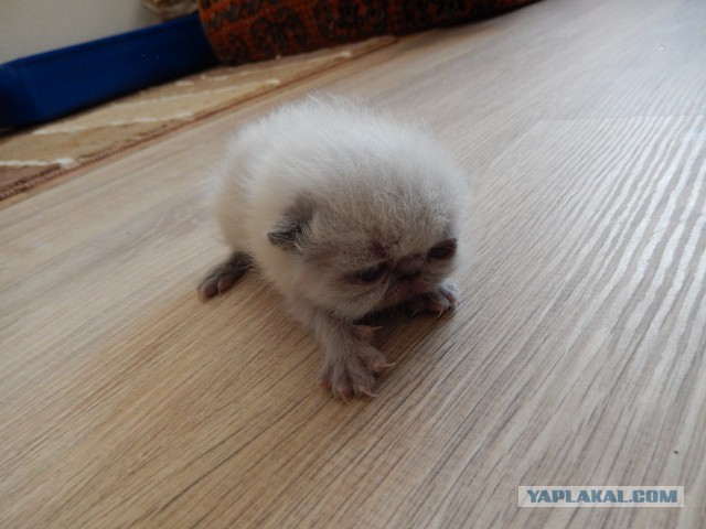 Котовторник 16.09.14