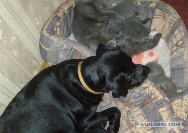 Кошки, которые используют собак вместо подушки