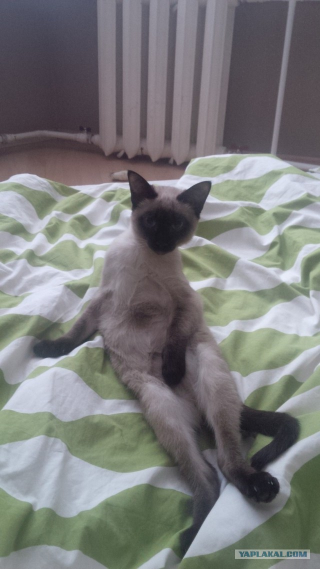 Котовторник 31.03.2015
