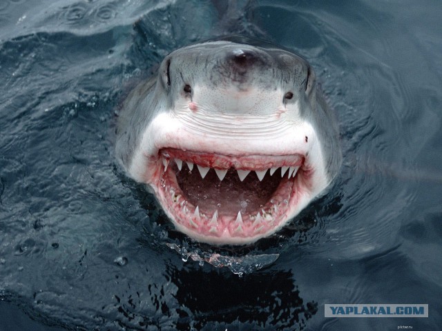 У побережья Австралии выловили акулу-монстра