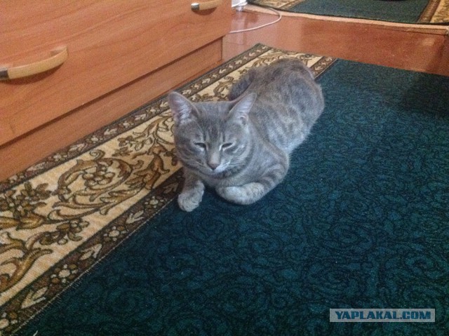 Котиков пост