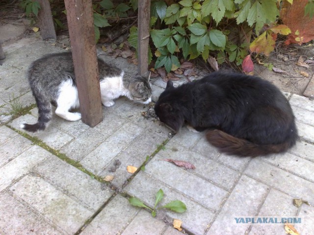 Котовторник 13.10.2015