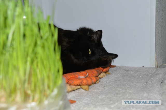 Котовторник  27.10.2015