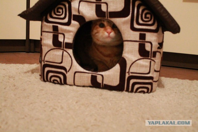 Котовторник
