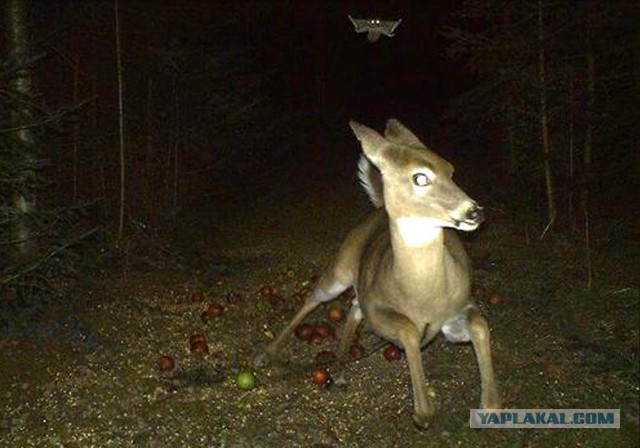 Странные фотографии запечатленные на фотоловушку