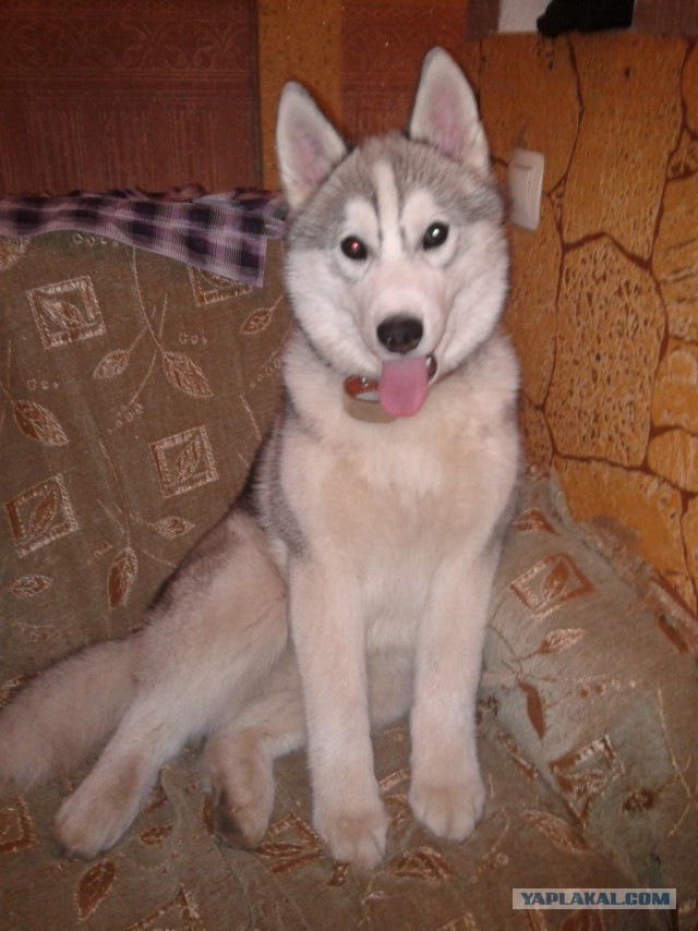 Мои собачки. К четвергу.