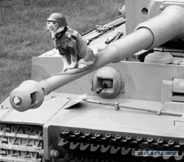 Wargaming 32