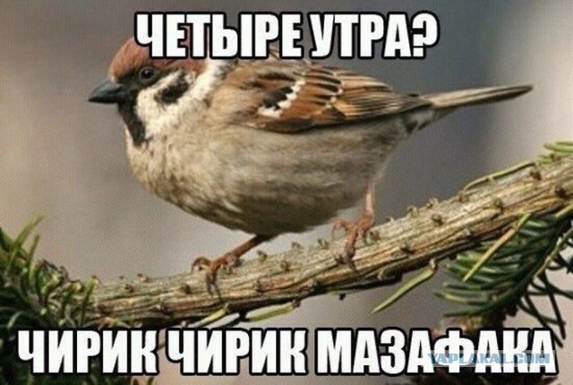 Каких птиц вы видите в городе?