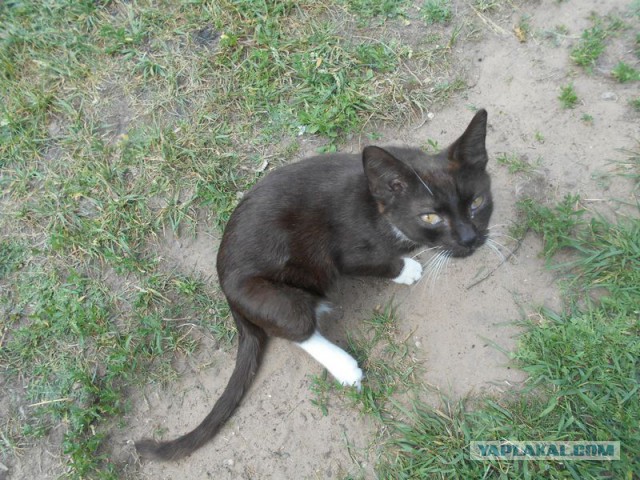Жизнь домашнего приюта для котеек 117