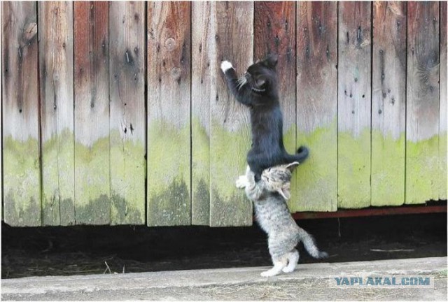 Котовторник  14.02.2017