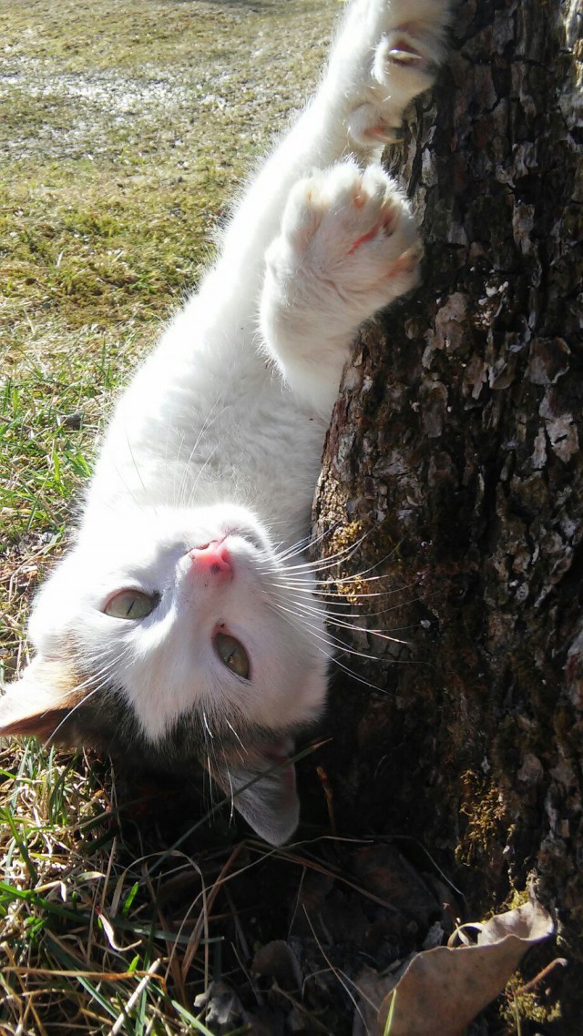 Коты и Кошки