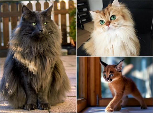 Коты и Кошки
