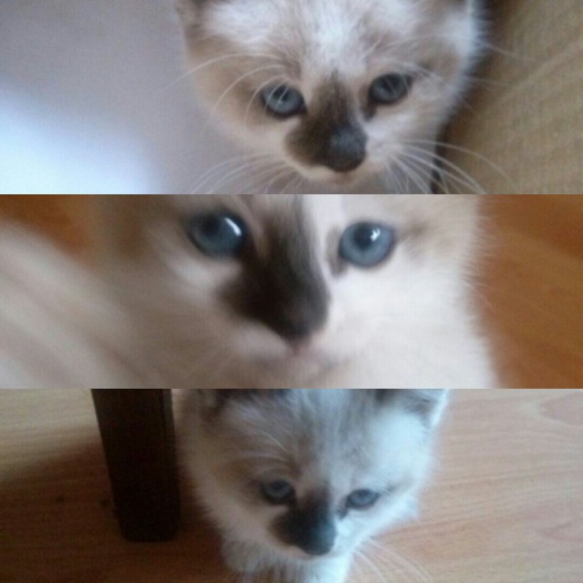 Коты и Кошки