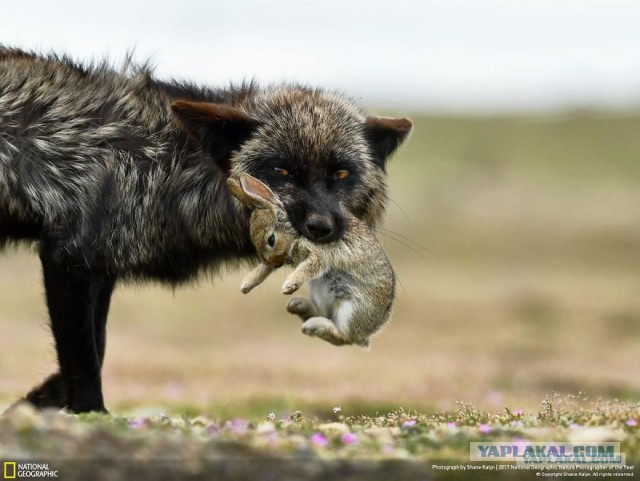 Финалисты конкурса фотографий National Geographic