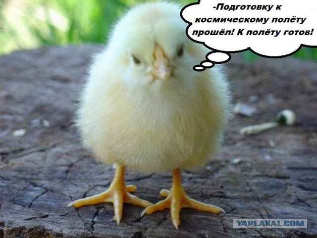 Как сварить яйцо желтком наружу